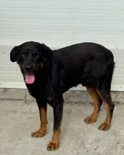 Câine 1069, male 6yo Mixed Breed for adoption at Adăpost Canin Craiova