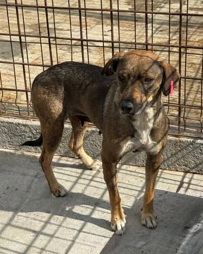 Câine 1070, female 5yo Mixed Breed for adoption at Adăpost Canin Craiova