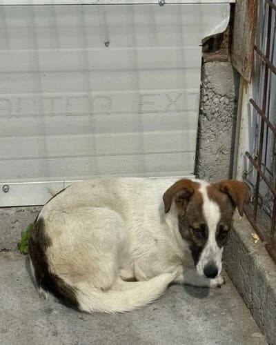 Câine 1073, female young Mixed Breed for adoption at Adăpost Canin Craiova