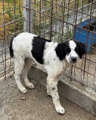 Câine 1087, male Mixed Breed for adoption at Adăpost Canin Craiova
