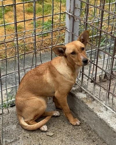 Câine 1088, male Mixed Breed for adoption at Adăpost Canin Craiova