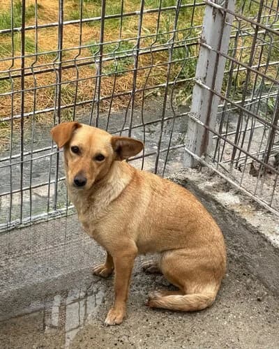 Câine 1089, female Mixed Breed for adoption at Adăpost Canin Craiova