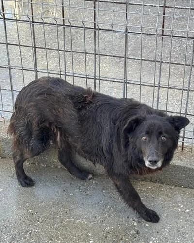 Câine 1092, male senior Mixed Breed for adoption at Adăpost Canin Craiova
