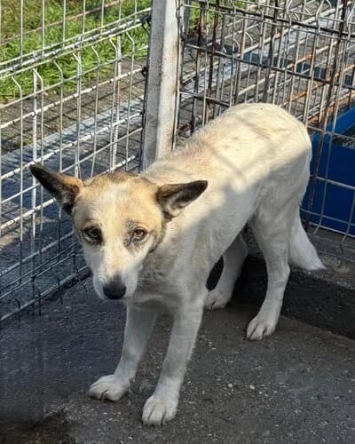 Câine 1093, female 6yo Mixed Breed for adoption at Adăpost Canin Craiova