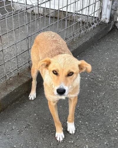 Câine 1094, female young Mixed Breed for adoption at Adăpost Canin Craiova