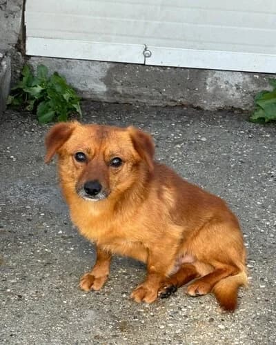 Câine 1095, female 7yo Mixed Breed for adoption at Adăpost Canin Craiova
