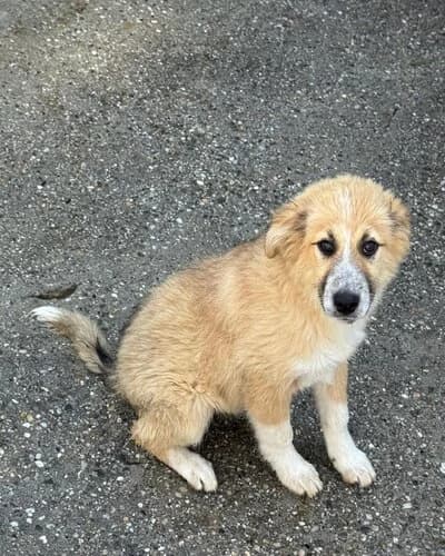 Câine 1096, female Mixed Breed for adoption at Adăpost Canin Craiova
