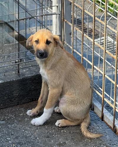 Câine 1097, female Mixed Breed for adoption at Adăpost Canin Craiova