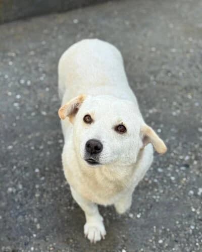 Câine 1098, male 5yo Mixed Breed for adoption at Adăpost Canin Craiova