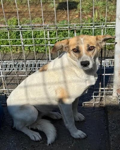 Câine 1099, female 5yo Mixed Breed for adoption at Adăpost Canin Craiova