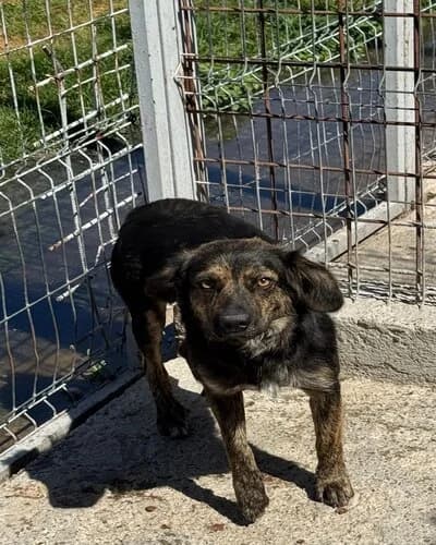 Câine 1112, male 4yo Mixed Breed for adoption at Adăpost Canin Craiova