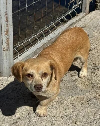 Câine 1115, male 3yo Mixed Breed for adoption at Adăpost Canin Craiova