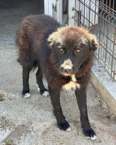 Câine 1116, female 6yo Mixed Breed for adoption at Adăpost Canin Craiova