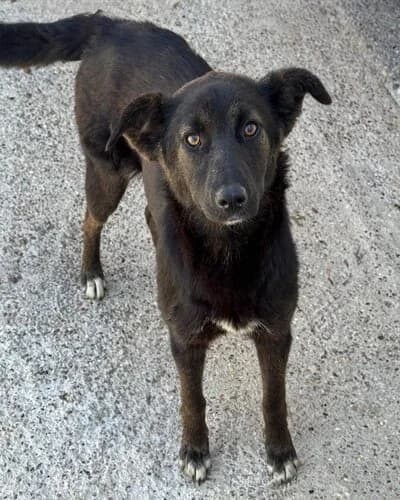 Câine 1117, male young Mixed Breed for adoption at Adăpost Canin Craiova