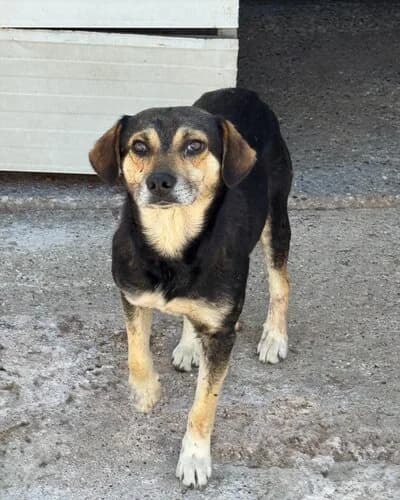 Câine 1118, female senior Mixed Breed for adoption at Adăpost Canin Craiova