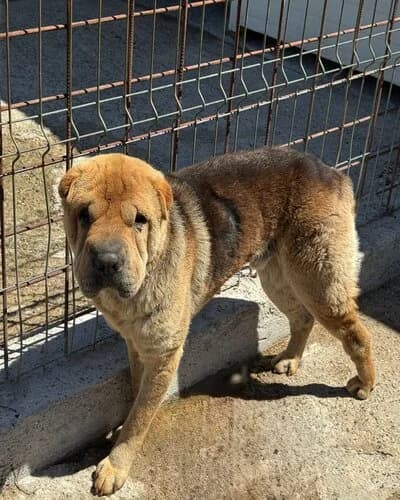 Câine 1120, male 4yo Mixed Breed for adoption at Adăpost Canin Craiova