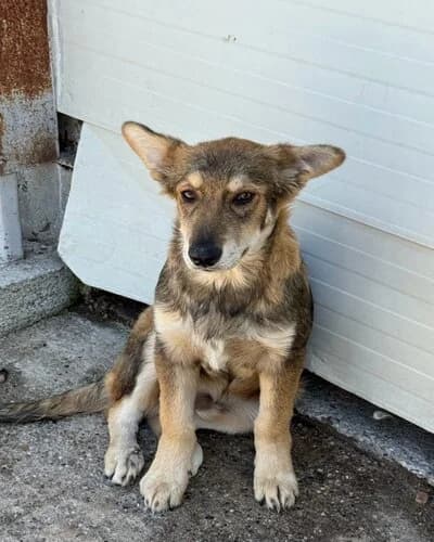 Câine 1121, male puppy Mixed Breed for adoption at Adăpost Canin Craiova