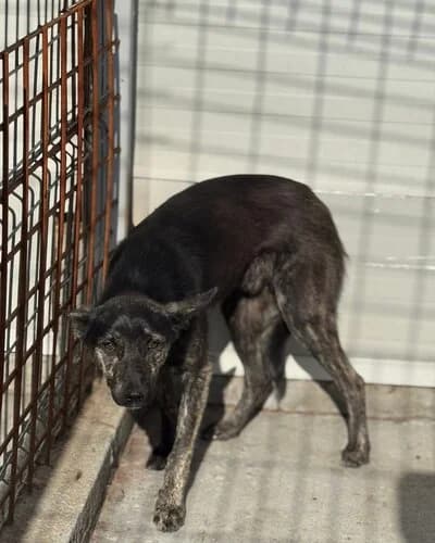 Câine 1128, male 4yo Mixed Breed for adoption at Adăpost Canin Craiova
