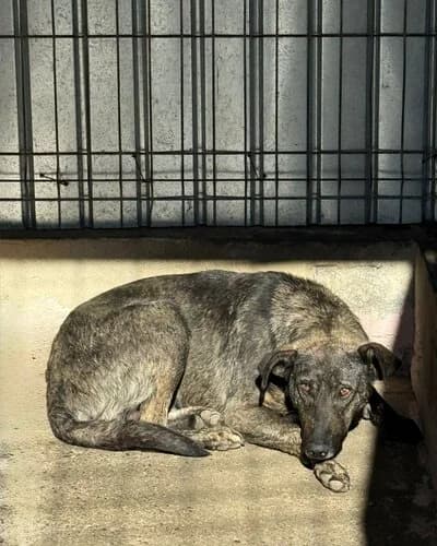 Câine 1129, male 7yo Mixed Breed for adoption at Adăpost Canin Craiova