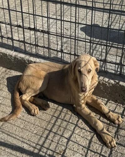 Câine 1135, male young Mixed Breed for adoption at Adăpost Canin Craiova