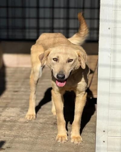Câine 1136, female 5yo Mixed Breed for adoption at Adăpost Canin Craiova