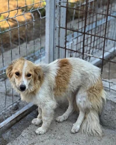 Câine 1139, female 5yo Mixed Breed for adoption at Adăpost Canin Craiova