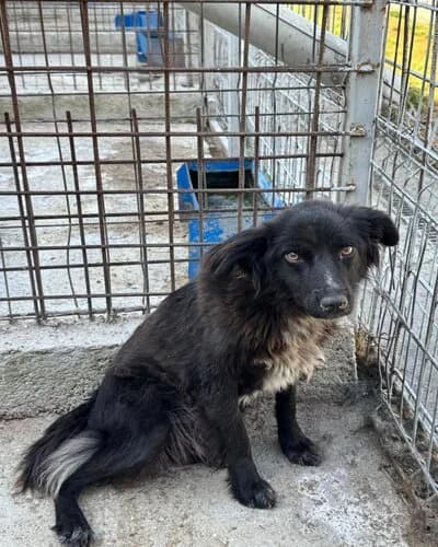 Câine 1140, female 3yo Mixed Breed for adoption at Adăpost Canin Craiova