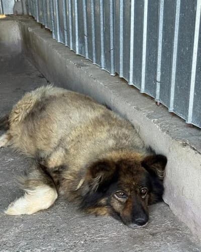 Câine 1142, male senior Mixed Breed for adoption at Adăpost Canin Craiova