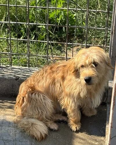 Câine 1147, female 3yo Mixed Breed for adoption at Adăpost Canin Craiova