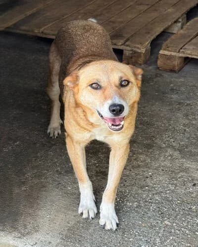 Câine 1148, female 6yo Mixed Breed for adoption at Adăpost Canin Craiova
