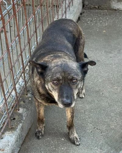 Câine 1150, female senior Mixed Breed for adoption at Adăpost Canin Craiova