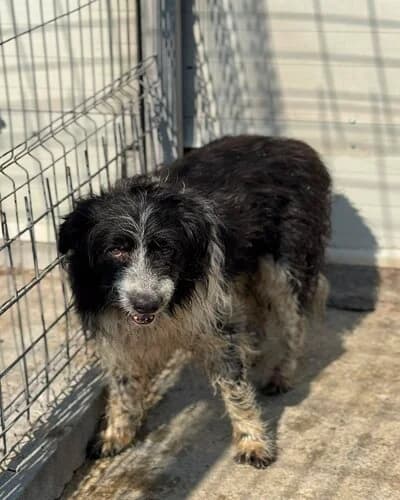 Câine 1189, male senior Mixed Breed for adoption at Adăpost Canin Craiova