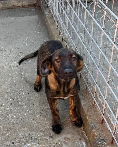 Câine 1280, male young Mixed Breed for adoption at Adăpost Canin Craiova