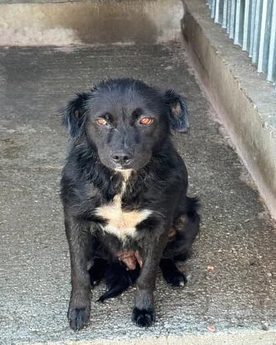 Câine 1291, female 5yo Mixed Breed for adoption at Adăpost Canin Craiova