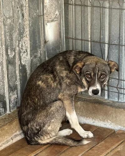 Câine 1308, male 5yo Mixed Breed for adoption at Adăpost Canin Craiova