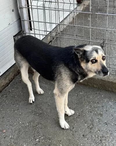 Câine 1310, male senior Mixed Breed for adoption at Adăpost Canin Craiova