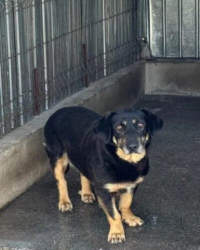 Câine 1311, female senior Mixed Breed for adoption at Adăpost Canin Craiova