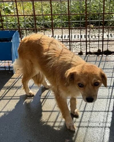 Câine 1313, female young Mixed Breed for adoption at Adăpost Canin Craiova