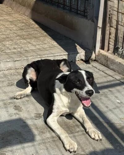 Câine 1317, male 3yo Mixed Breed for adoption at Adăpost Canin Craiova
