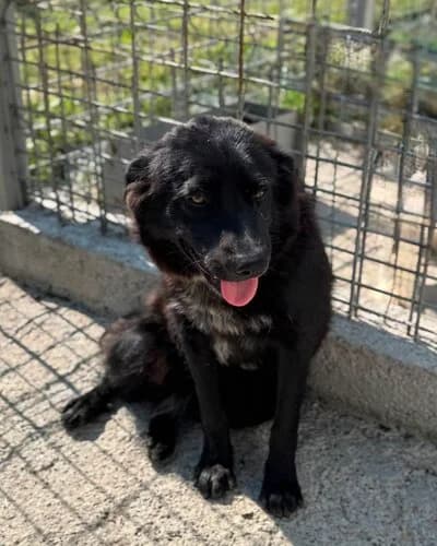 Câine 1319, female 5yo Mixed Breed for adoption at Adăpost Canin Craiova