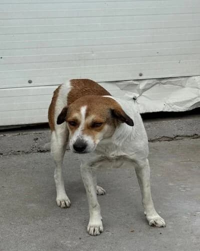 Câine 1332, female 6yo Mixed Breed for adoption at Adăpost Canin Craiova