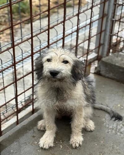 Câine 1337, female Mixed Breed for adoption at Adăpost Canin Craiova