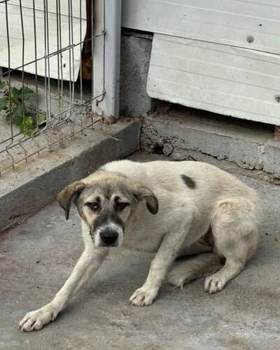 Câine 1339, female puppy Mixed Breed for adoption at Adăpost Canin Craiova