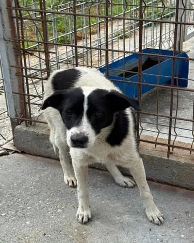 Câine 1340, female 3yo Mixed Breed for adoption at Adăpost Canin Craiova