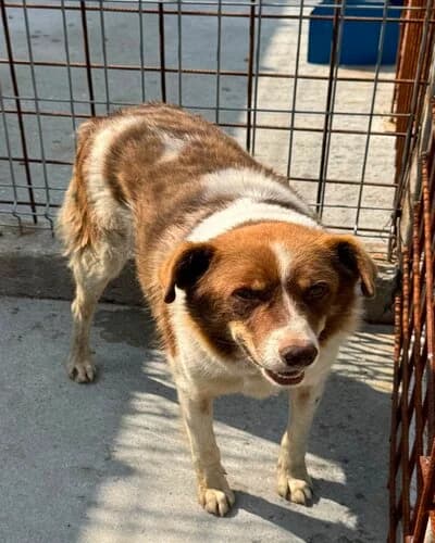 Câine 1346, male senior Mixed Breed for adoption at Adăpost Canin Craiova