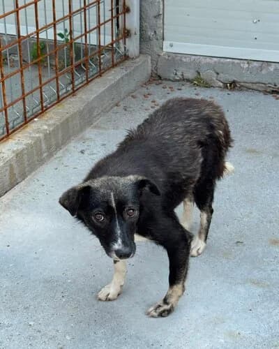 Câine 1349, Mixed Breed (Adăpost Canin Craiova)