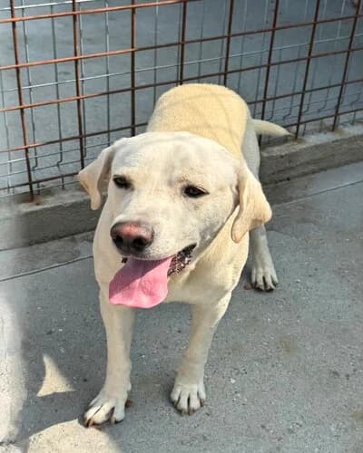 Câine 1351, male 6yo Mixed Breed for adoption at Adăpost Canin Craiova