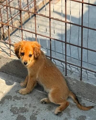 Câine 1353, male Mixed Breed for adoption at Adăpost Canin Craiova