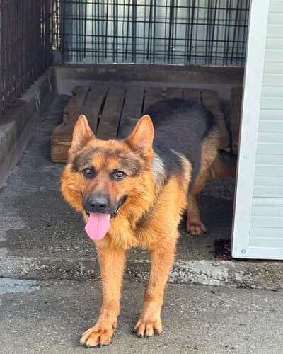 Câine 1354, male 7yo Mixed Breed for adoption at Adăpost Canin Craiova