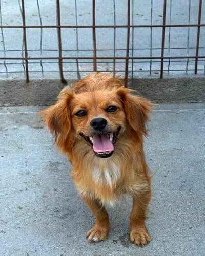 Câine 1355, female Mixed Breed for adoption at Adăpost Canin Craiova